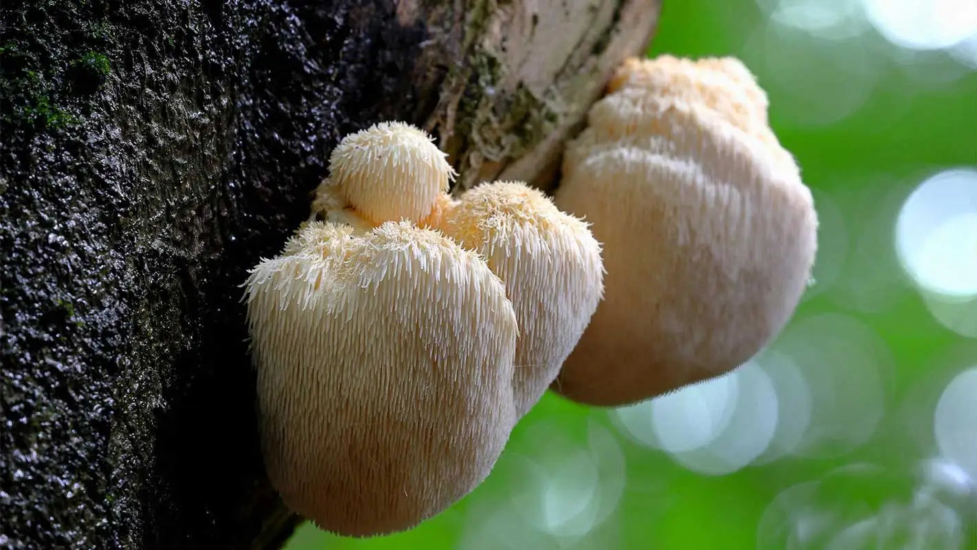 Lion's Mane Mushroom